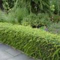 Живая изгородь из барбариса Тунберга зелёной формы