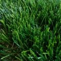 Искусственная трава арт. 50 GRASS ТР