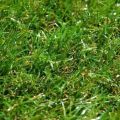 Искусственная трава арт. 32 GRASS М