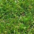 Искусственная трава Grass M