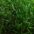 Искусственная трава арт. 35 GRASS ТР