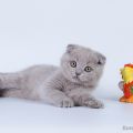 Шотландская вислоухая кошечка