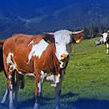 Поставки племенного крупного рогатого скота из Австрии