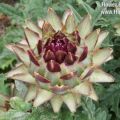 Артишок – удивительный цветок и вкуснейший овощ