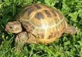 Черепаха, L (пластрон 10-12см)