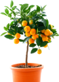 Клементин (гибрид мандарина x апельсина)