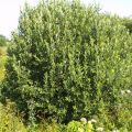 Ива козья (пепельная) Salix cinerea