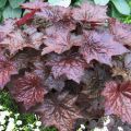 Гейхера Американская "Heuchera americana ’Palace Purple Select’"