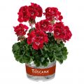 Пеларгония зональная Toscana Dolce Vita Red Eye (Hot Spot Kiss)
