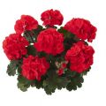 Пеларгония зональная Toscana Castello Red (Ronja)