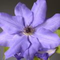 Клематис РАМОНА (Hybrida Sieboldii)