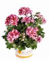 Пеларгония плющелистная Toscana Medio Lollipop Dark Red (Nixe)