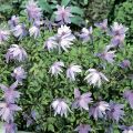 Клематис крупнолепестный Clematis Macropetala-Hybr.