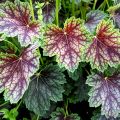 Гейхера Американская Heuchera americana ’Dale’s Strain’
