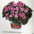 Пеларгония плющелистная Toscana Villetta Burgundy White