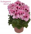 Пеларгония королевская Elegance David №3