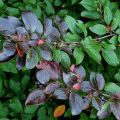 Кизильник блестящий (Cotoneaster lucidus 1+1/40-60)