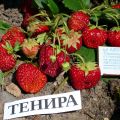Земляника садовая ТЕНИРА