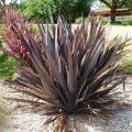 Формиум вязкий phormium tenax ’Purpureum’