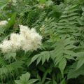 Рябинник рябинолистный Sorbaria sorbifolia