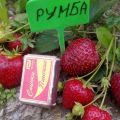 Земляника садовая РУМБА