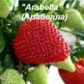 Земляника садовая АРАБЕЛЛА (ремонтантная)