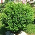 Самшит вечнозеленый (Buxus sempervirens 0+2/25-30)