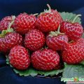 Земляника садовая МИЦЕ ШИНДЛЕР