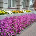 Петунья. Цветущая рассада(10шт)