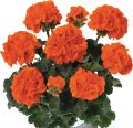 Пеларгония зональная Toscana Castello Orange (Erik)