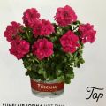 №12 Пеларгония плющелистная Toscana Sunflair Hot Pink (Josina)