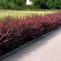 Барбарис тунберга (Berberis thunbergii Atropurpurea 1+2/40-60)