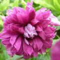 Клематис Purpurea Plena Elegans (Пурпуреа плена элеганс)