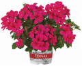 Пеларгония плющелистная Toscana Villetta Neon Rose