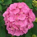 Гортензия крупнолистная Hydrangea macr.