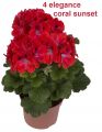 Пеларгония королевская Elegance Coral Sunset №2