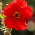 Гравилат Чилийский Geum chiloense ’Blazing Sunset’