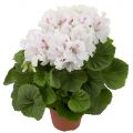 Пеларгония королевская Jasmin №9