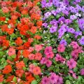 Бальзамин Уоллера( Валера) Impatiens walleriana