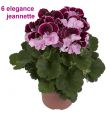 Пеларгония королевская Elegance Jeanette №4