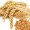 Мировой рынок зерновых культур: тенденции недели