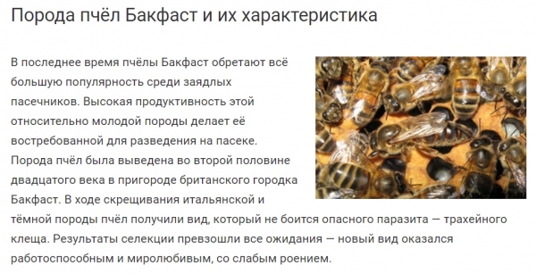 Порода пчёл Бакфаст