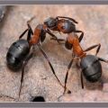 Уничтожение муравьев в Новокуйбышевске