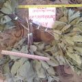 Веник дубовый для бани Вутайшанский дуб высший сорт из приморья