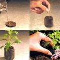Как выращивать рассаду в торфяных таблеток Jiffy-инструкция по применению.