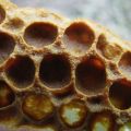 Необычные факты о мёде!