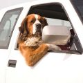 Ремень для пристегивания собак и кошек в автомобиле