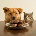 Нескучные советы по кормлению домашних животных от «Артизан». Часть 1