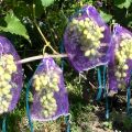 Защитная сетка для гроздей винограда