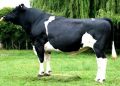 Вологодское молоко или популярные молочные породы крупного рогатого скота